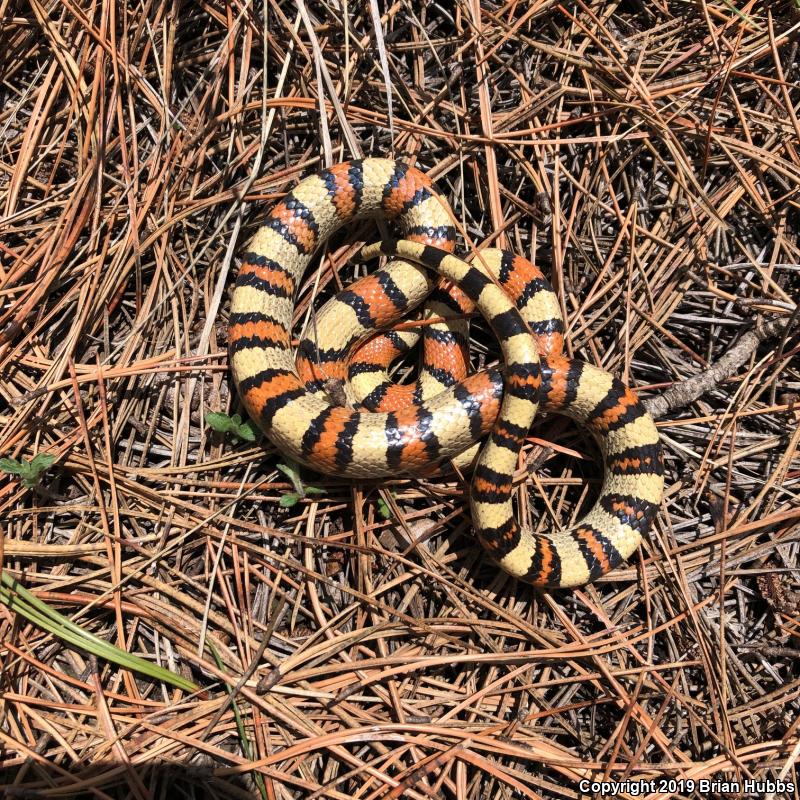 Pale Milksnake (Lampropeltis triangulum multistriata)