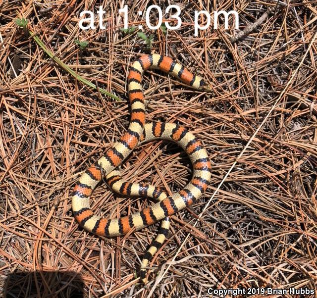 Pale Milksnake (Lampropeltis triangulum multistriata)