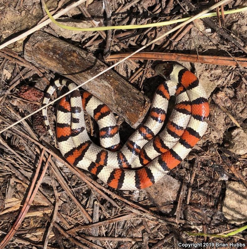 Pale Milksnake (Lampropeltis triangulum multistriata)