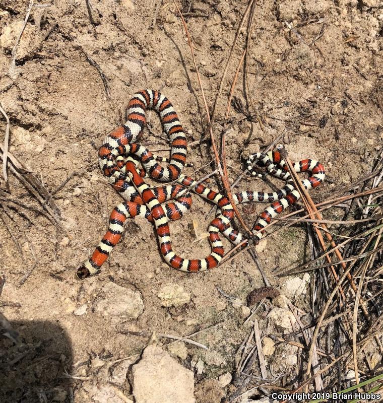 Pale Milksnake (Lampropeltis triangulum multistriata)