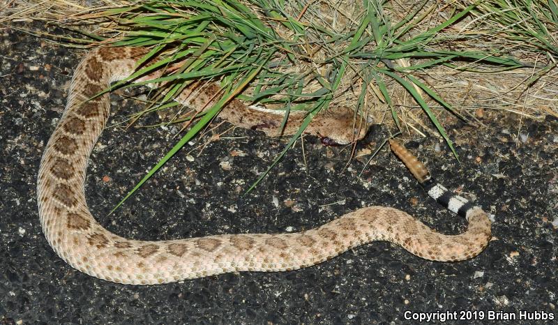 Mohave Rattlesnake (Crotalus scutulatus)