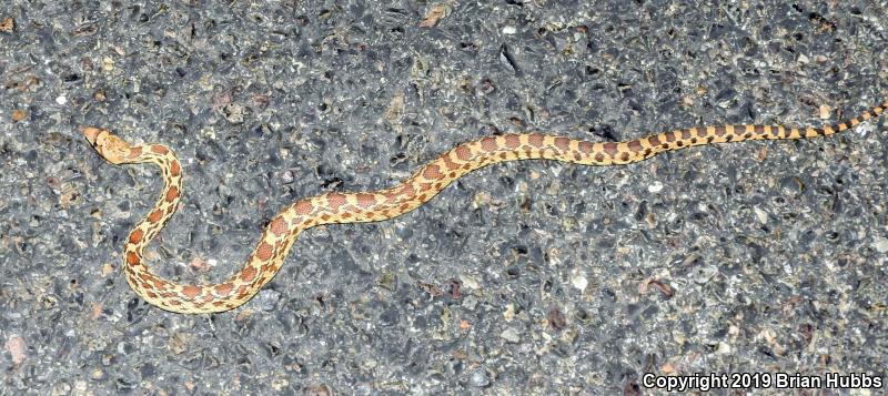 Sonoran Gopher Snake (Pituophis catenifer affinis)