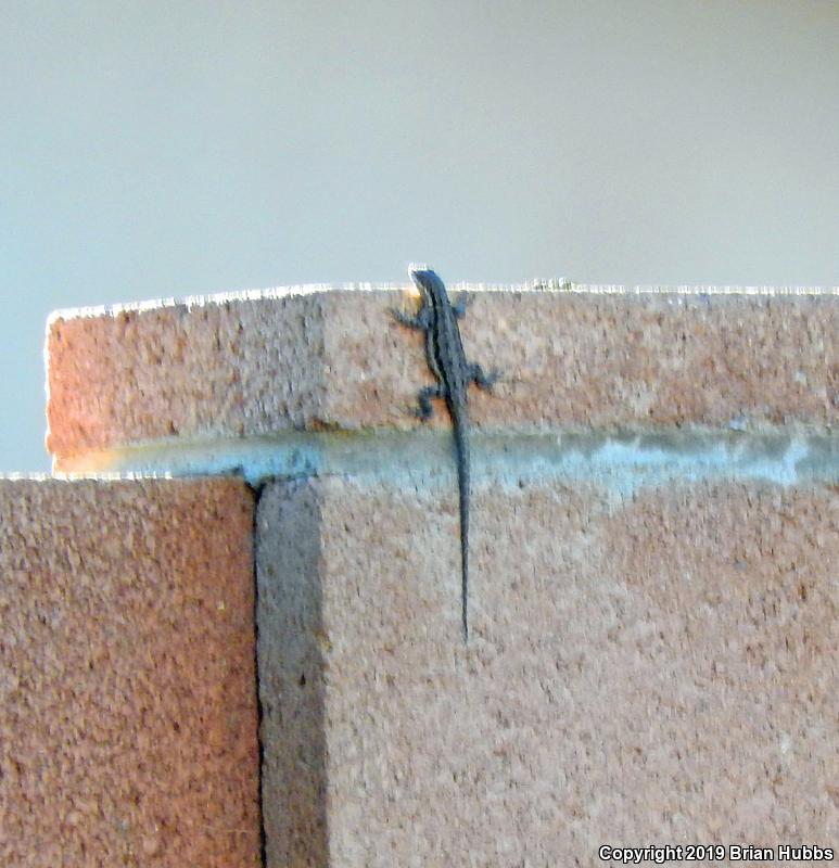 Ornate Tree Lizard (Urosaurus ornatus)