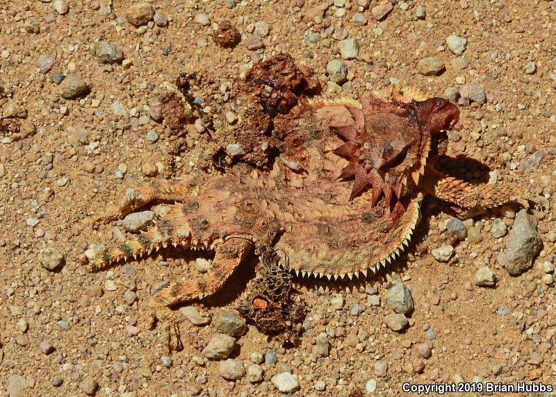 Regal Horned Lizard (Phrynosoma solare)