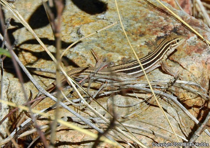 Sonoran Spotted Whiptail (Aspidoscelis sonorae)