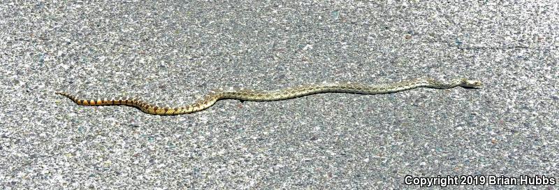 Sonoran Gopher Snake (Pituophis catenifer affinis)