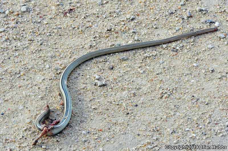 Western Slender Glass Lizard (Ophisaurus attenuatus attenuatus)