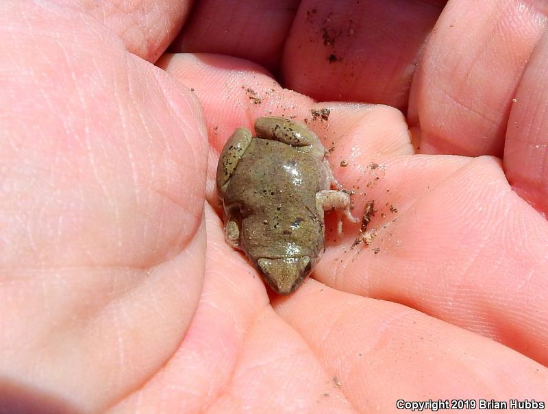 Western Narrow-mouthed Toad (Gastrophryne olivacea olivacea)