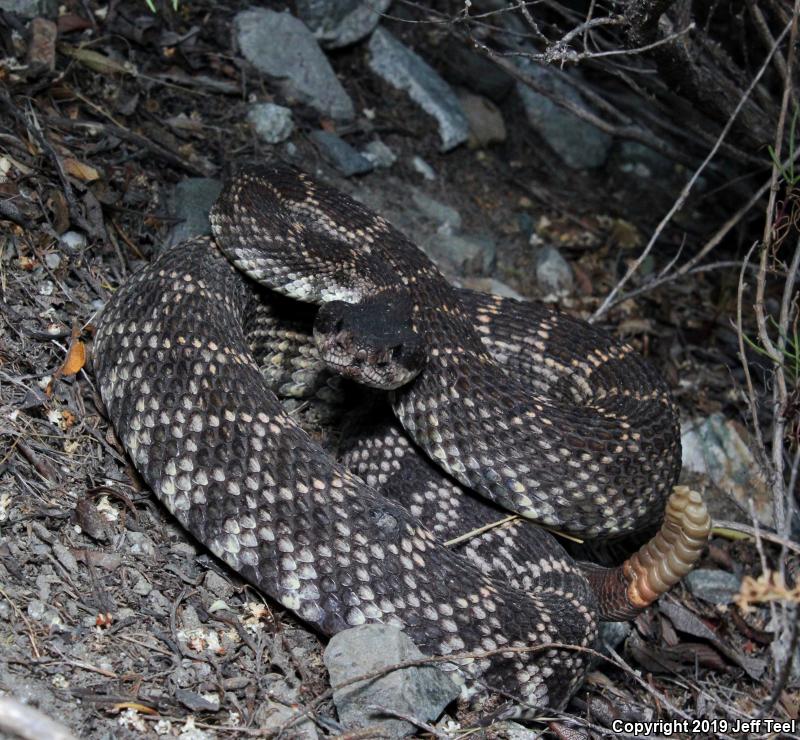 Southern Pacific Rattlesnake (Crotalus oreganus helleri)