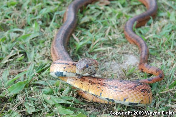 Corn Snake (Pantherophis guttatus guttatus)