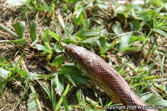 Corn Snake (Pantherophis guttatus guttatus)