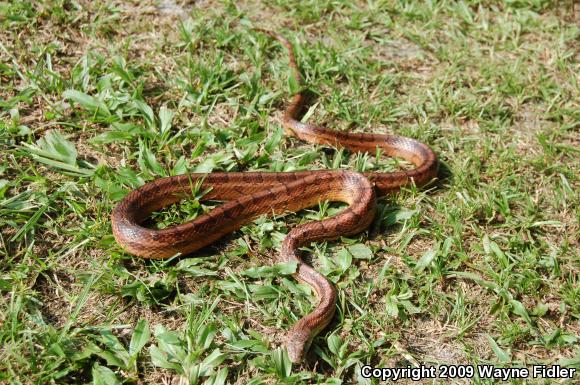 Corn Snake (Pantherophis guttatus guttatus)
