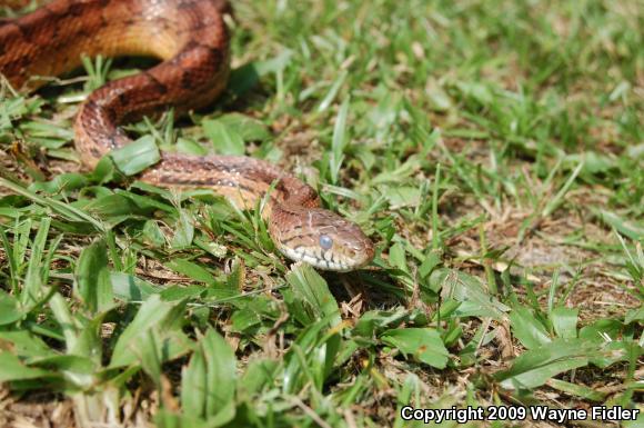 Corn Snake (Pantherophis guttatus guttatus)