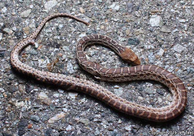 San Diego Gopher Snake (Pituophis catenifer annectens)