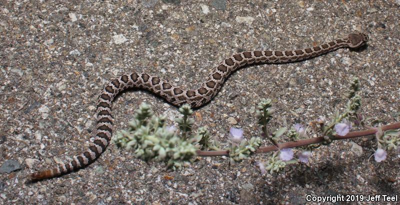 Southern Pacific Rattlesnake (Crotalus oreganus helleri)