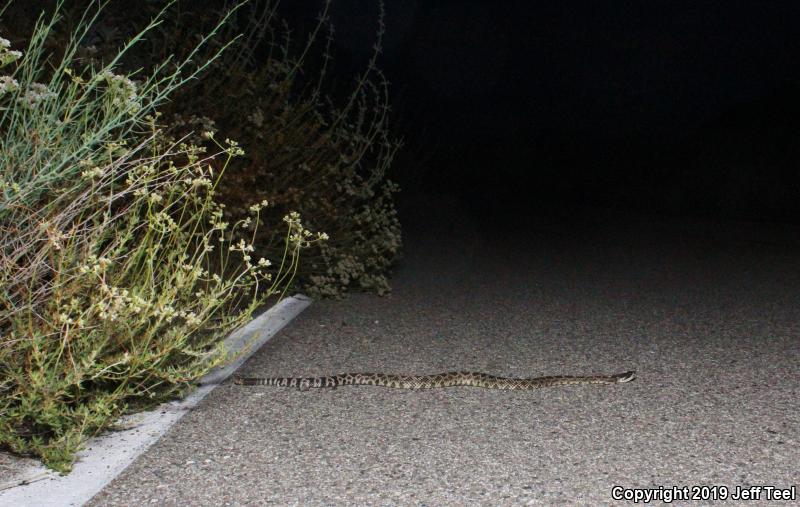 Southern Pacific Rattlesnake (Crotalus oreganus helleri)