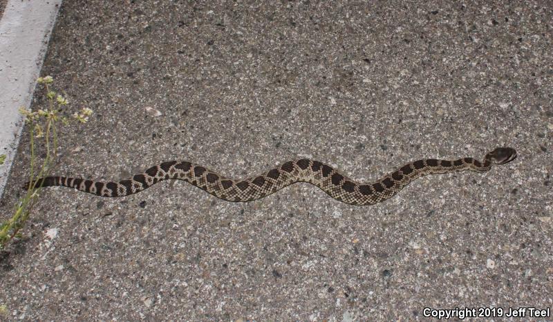 Southern Pacific Rattlesnake (Crotalus oreganus helleri)