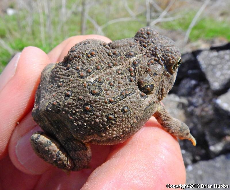 Woodhouse's Toad (Anaxyrus woodhousii woodhousii)