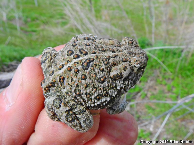 Woodhouse's Toad (Anaxyrus woodhousii woodhousii)