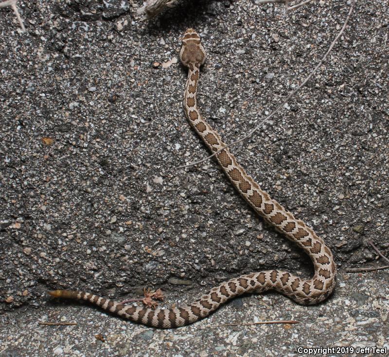 Southern Pacific Rattlesnake (Crotalus oreganus helleri)