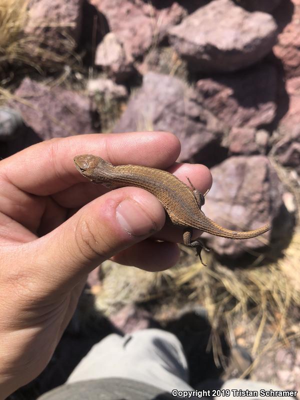 Slevin's Bunchgrass Lizard (Sceloporus slevini)