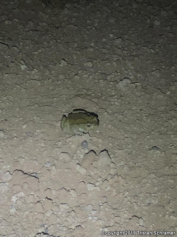 Sonoran Desert Toad (Ollotis alvaria)