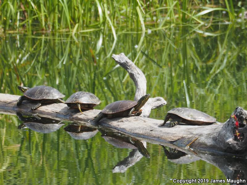 Western Painted Turtle (Chrysemys picta bellii)