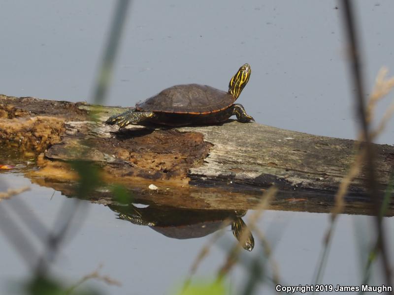 Western Painted Turtle (Chrysemys picta bellii)