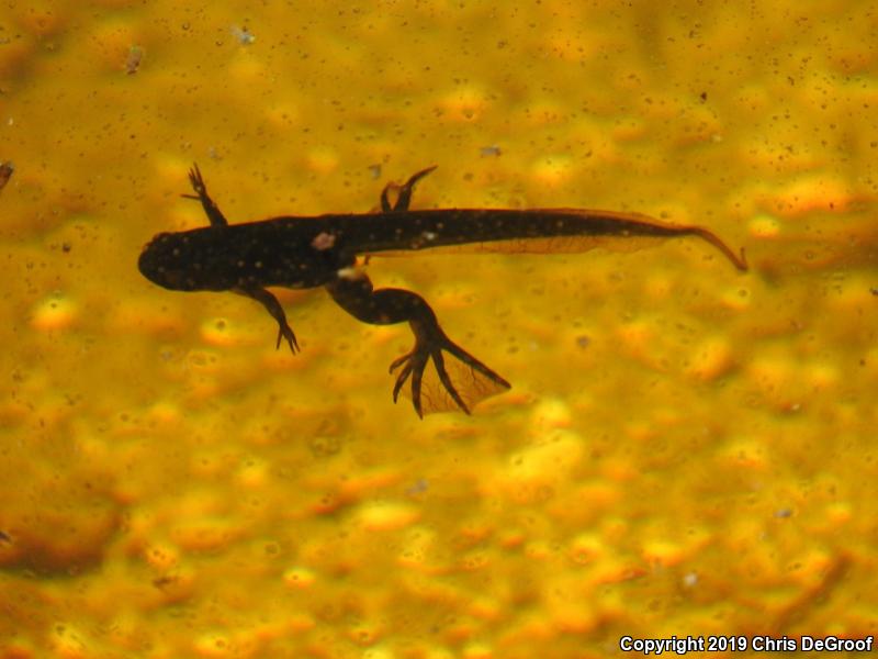 African Clawed Frog (Xenopus laevis)