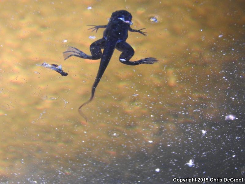 African Clawed Frog (Xenopus laevis)