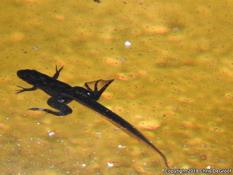 African Clawed Frog (Xenopus laevis)