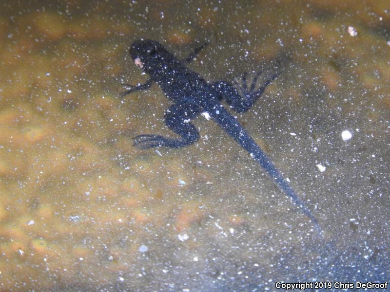 African Clawed Frog (Xenopus laevis)