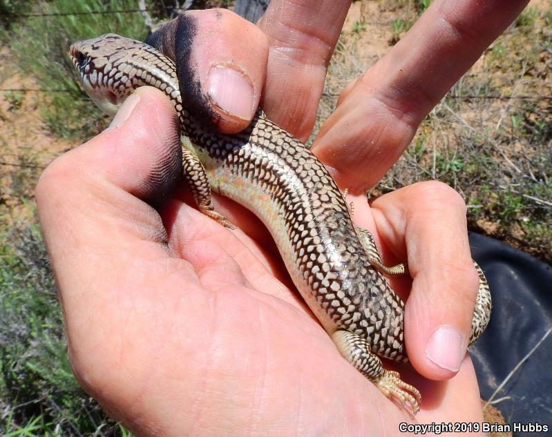 Great Plains Skink (Plestiodon obsoletus)