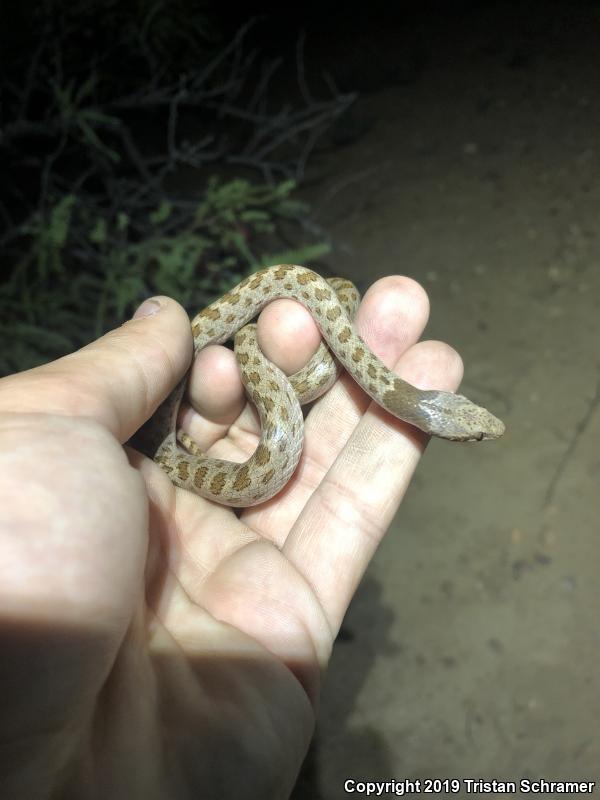 Desert Nightsnake (Hypsiglena chlorophaea)