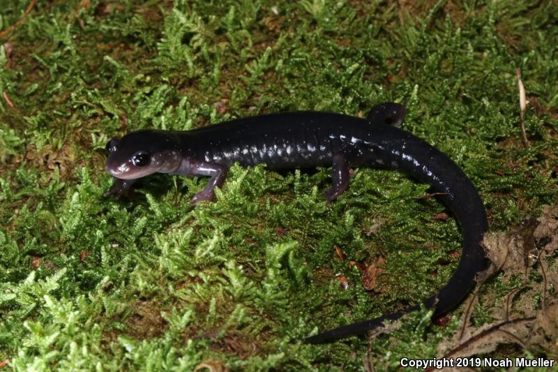 Southern Appalachian Salamander (Plethodon teyahalee)