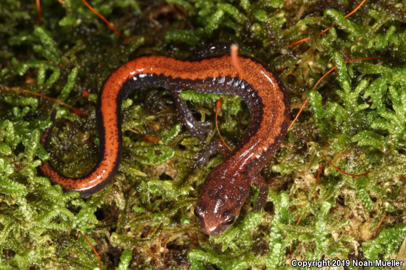 Southern Red-backed Salamander (Plethodon serratus)