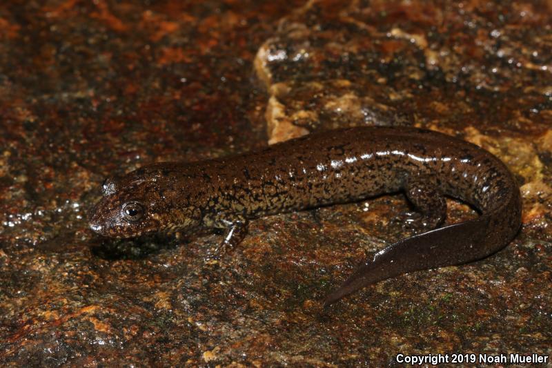 Black-bellied Salamander (Desmognathus quadramaculatus)