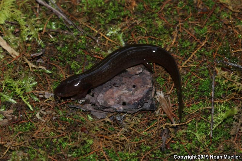 Black-chinned Red Salamander (Pseudotriton ruber schencki)