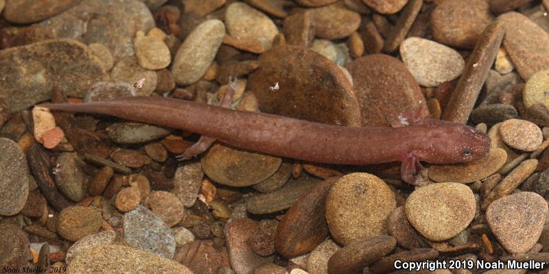 Spring Salamander (Gyrinophilus porphyriticus)