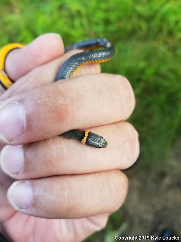 Southern Ring-necked Snake (Diadophis punctatus punctatus)