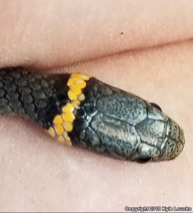 Southern Ring-necked Snake (Diadophis punctatus punctatus)