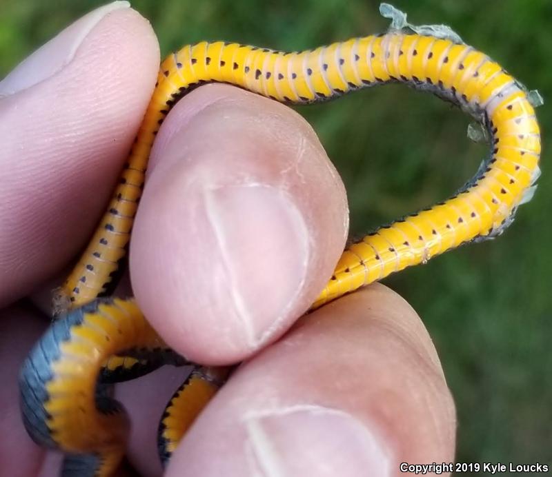 Southern Ring-necked Snake (Diadophis punctatus punctatus)