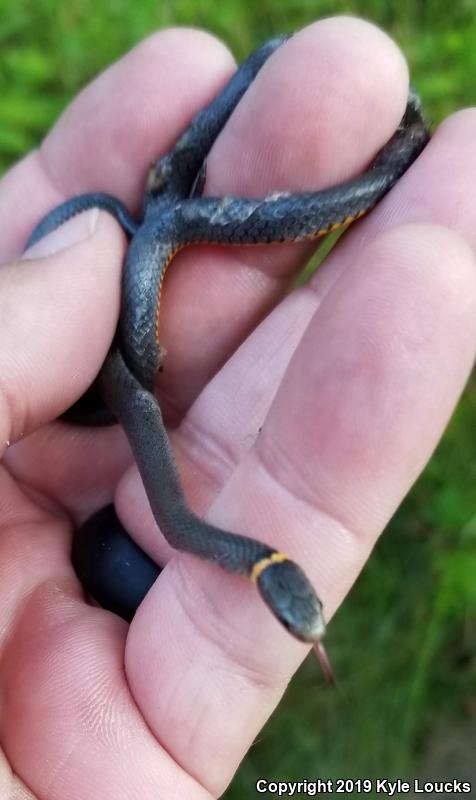 Southern Ring-necked Snake (Diadophis punctatus punctatus)