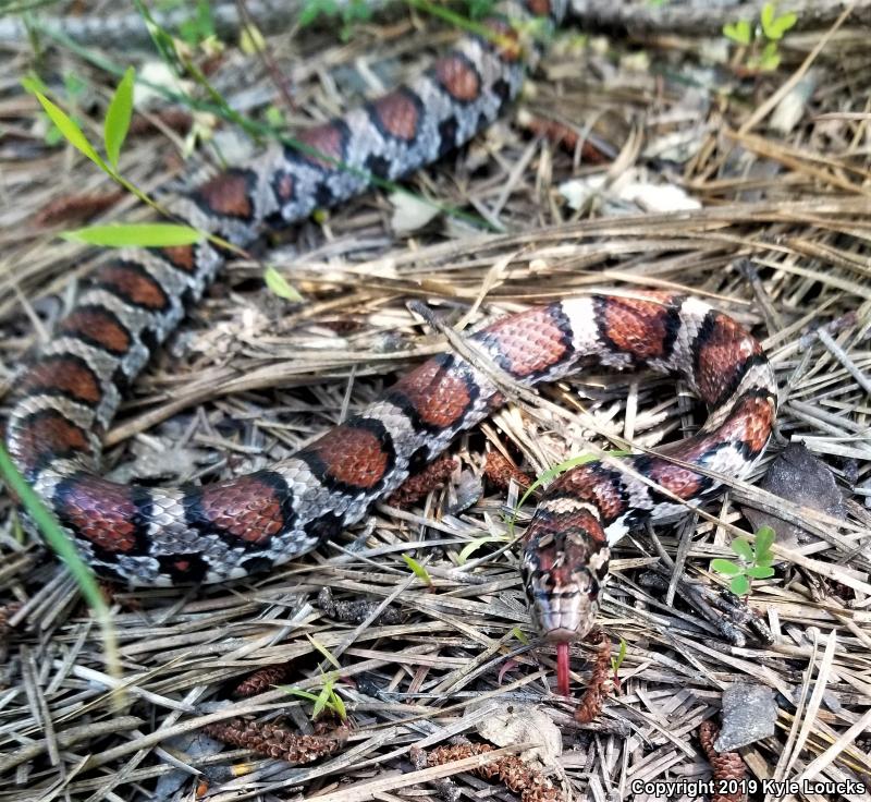 Eastern Milksnake (Lampropeltis triangulum triangulum)