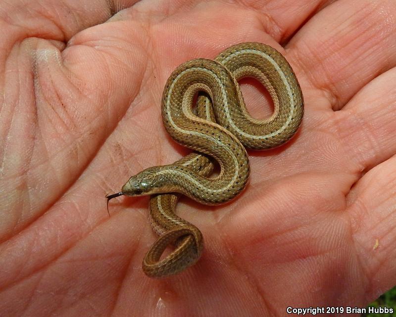 Lined Snake (Tropidoclonion lineatum)