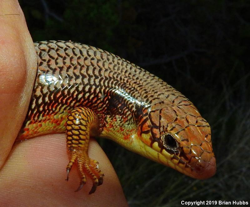 Great Plains Skink (Plestiodon obsoletus)