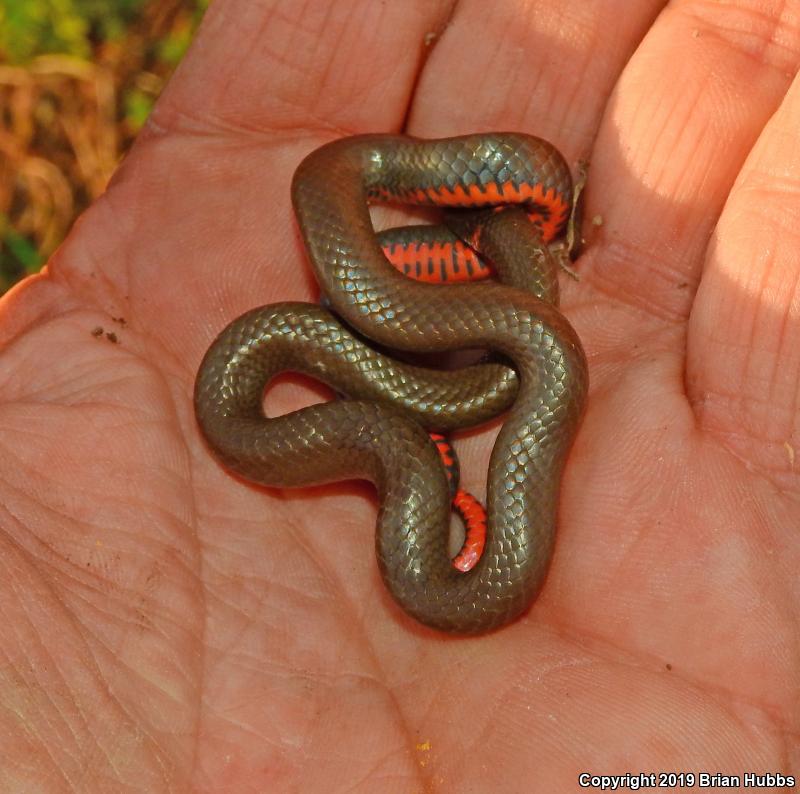 Regal Ring-necked Snake (Diadophis punctatus regalis)