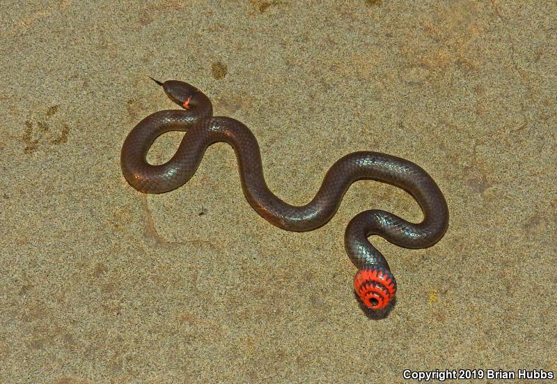 Regal Ring-necked Snake (Diadophis punctatus regalis)