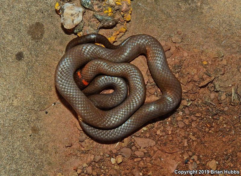 Regal Ring-necked Snake (Diadophis punctatus regalis)