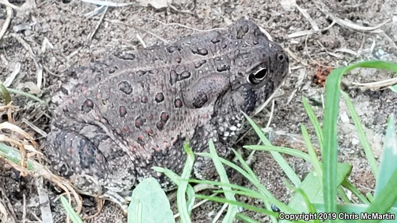 Woodhouse's Toad (Anaxyrus woodhousii woodhousii)